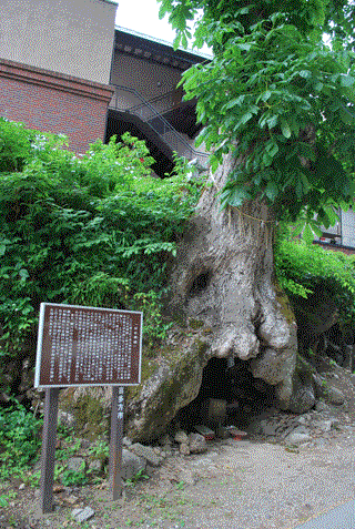 由来説明の立て看板と大栃の木